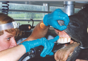 Dr. Shannon Lynch