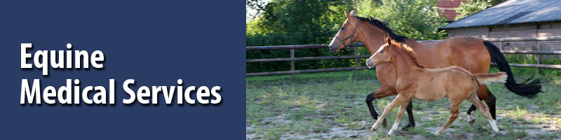 Equine Medical Services